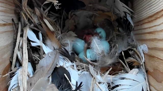 Жизнь скворца: от гнезда до птенца!