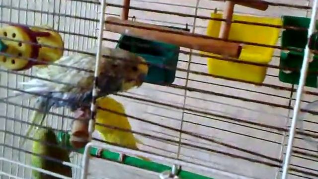 попугайчики-одуванчики (не асмр) смотреть онлайн