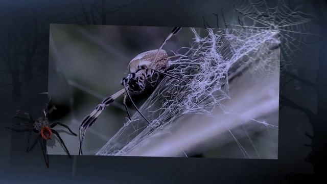 Halloween Scary Spiders and Sounds смотреть онлайн