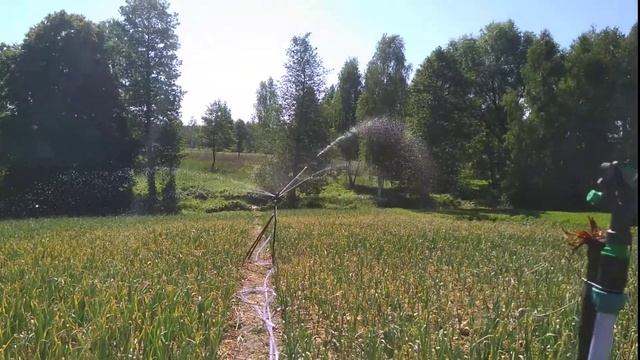 Полив чеснока, один из методов. смотреть онлайн