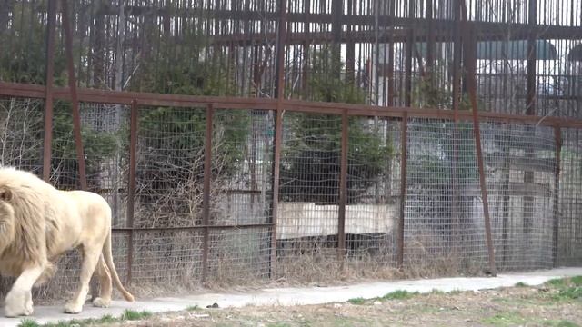 Что делают БЕЛЫЕ ЛЬВЫ? Дейл, Леон и Няша!) смотреть онлайн