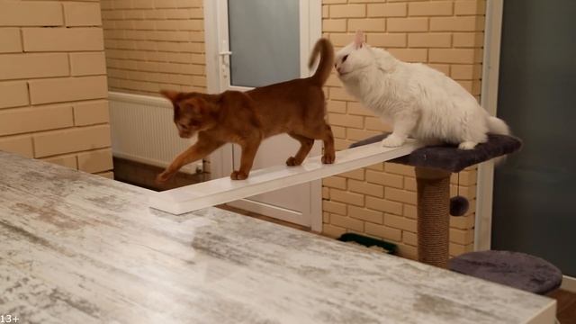 Прыжки и балансирование на панели. Челлендж. Упадут ли кошки? | Jumping and balancing on the panel. смотреть онлайн