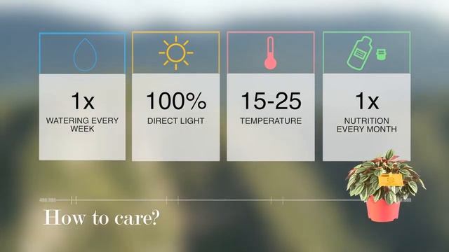 Peperomia Caperata - Napoli Nights