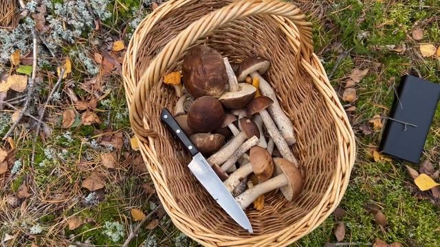Первые подберёзовики после сильной засухи! смотреть онлайн