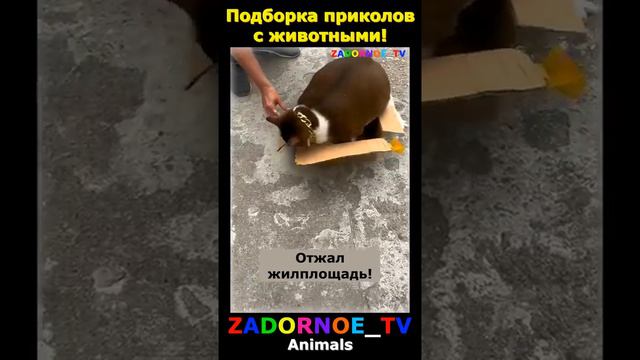 Подборка приколов про животных №96 смотреть онлайн