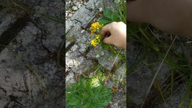 #здоровье #полезная трава #зверобой смотреть онлайн