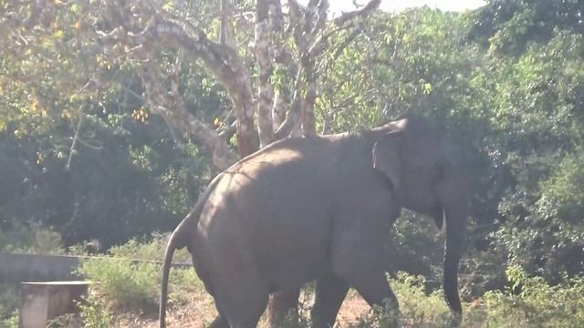 Сафари. Заповедник Яла. Шри Ланка