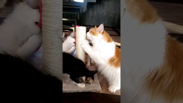 Мейнкун ТВ: Котятские игры - 3 смотреть онлайн