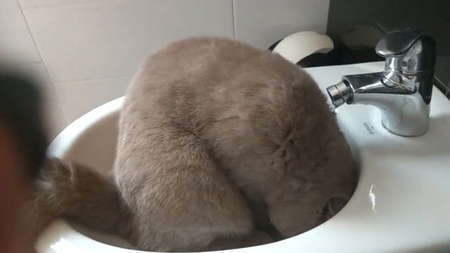 Шотландец по имени Мальчик. Водные процедуры. смотреть онлайн