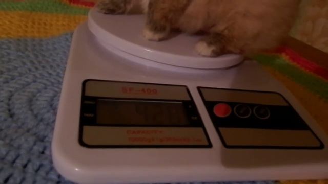 Мальчик шпиц 420 гр