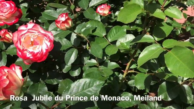 РОЗА ЮБИЛЕЙ ПРИНЦА МОНАКО ?? Meiland смотреть онлайн