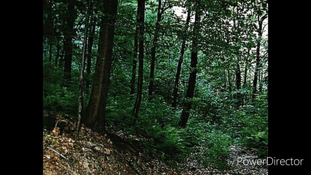 Дочь лесника смотреть онлайн