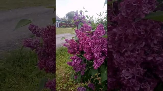 Сирень сорт "Монж" смотреть онлайн