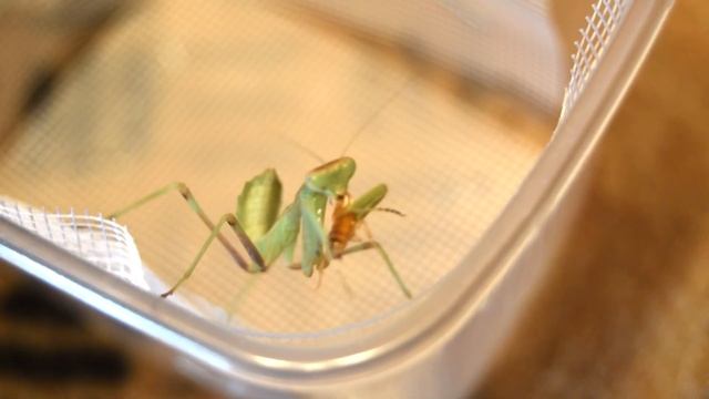 Кормление Африканских богомолов L4-6 смотреть онлайн