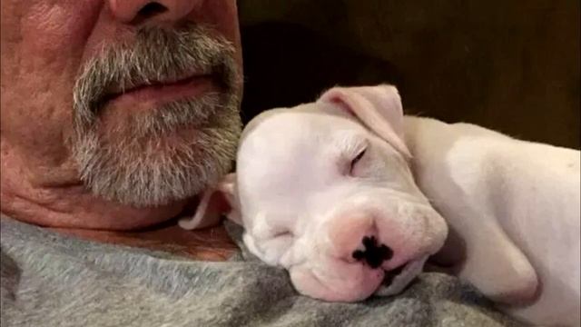 Врач сказал усыпить щенка, родившегося без лап. То что сделал хозяин тронет вас до слёз!? смотреть онлайн