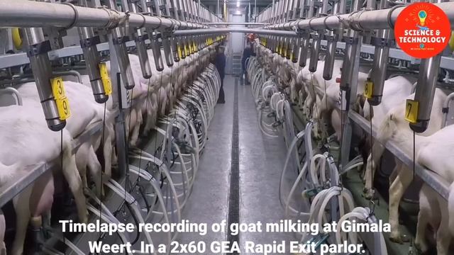 MODERN HIGH-TECH GOAT FARMING-AMAZING GOAT FARM-MODERN TECHNOLOGY LIVESTOCK EQUIPMENT- DAIRY FARMIN смотреть онлайн