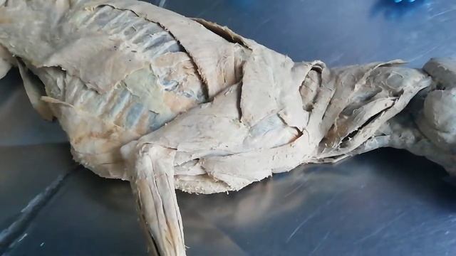 Мышцы плечевого пояса. Анатомия домашних животных смотреть онлайн