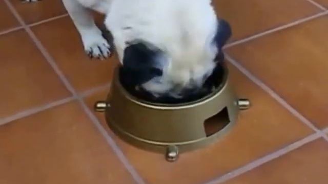 Leila greedy pug смотреть онлайн