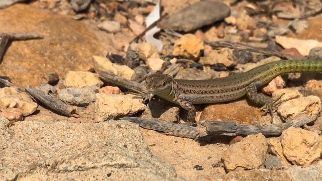 Ящерица В НАТУРЕ символ Испании