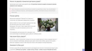Хризантема - приметы и суеверия: можно ли держать ее дома в горшке и другие народные поверья