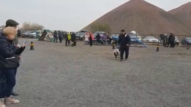 Казахский породный кобель Жиган. Описание судьи Пуха О. Лучший кобель (прикол на выставке) смотреть онлайн