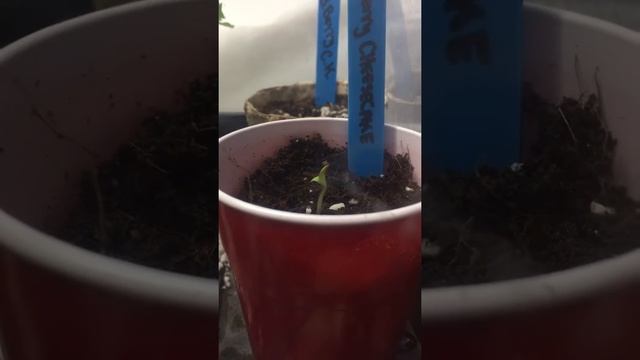 Blueberry cheesecake by Female Seeds смотреть онлайн