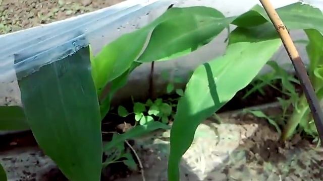 Выращивание сладкой ранней кукурузы дома часть.1 смотреть онлайн
