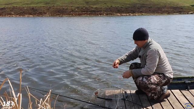 На что клюёт КАРП ранней весной ЧЕРВЬ, ОПАРЫШ или КУКУРУЗА Карп клевал постоянно! 1 часть. смотреть онлайн