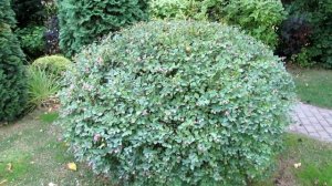 Снежноягодник - декоративный кустарник | Про Сад с Любовью