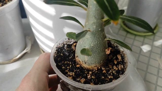 АДЕНИУМЫ на подвой НОВЫЕ ЧЕРЕНКИ и ПРИВИВКИ АДЕНИУМА #адениум #adenium смотреть онлайн