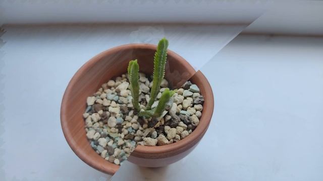 моя коллекция редких суккулентов смотреть онлайн