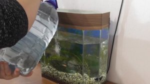 Аквариум/как почистить аквариум