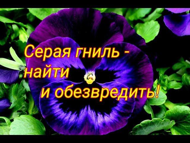 Серая гниль на виоле! Что делать? Чем лечить? смотреть онлайн