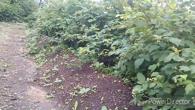 Poль спецназа на даче! смотреть онлайн