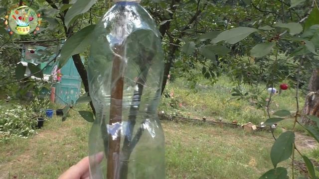 Лайфхак! Сбор вишни пластиковой бутылкой смотреть онлайн
