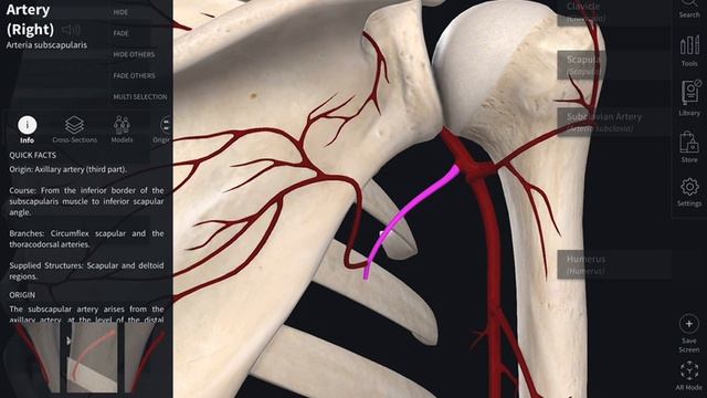 Коллатеральное кровообращение