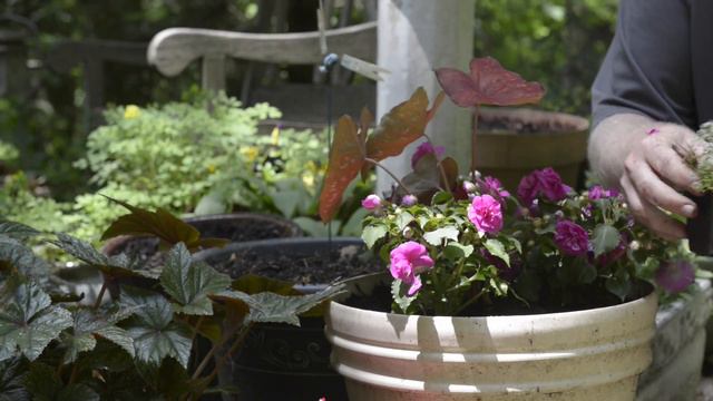 In the Garden with Doug Oster: Container planting, stopping mosquitoes and new introductions смотреть онлайн