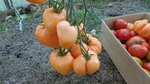 Бычье сердце Персиковое.