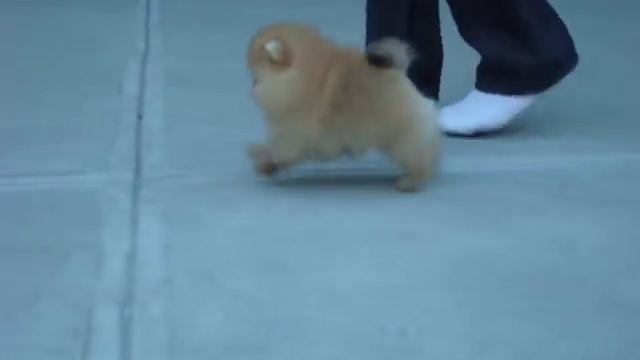 AKC Pomeranian Puppy - Benjamin at 8 weeks old смотреть онлайн