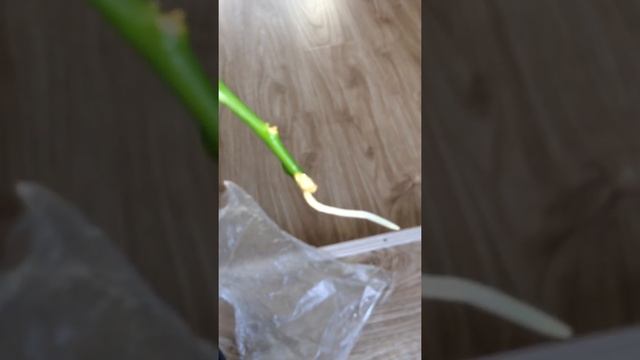 Укоренение черенка лимона в воде смотреть онлайн