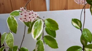 Пустите в свой дом хойю! Цветущие хойи. Уход в домашних условиях. Хойи Триколор, Локки, Кримсон
