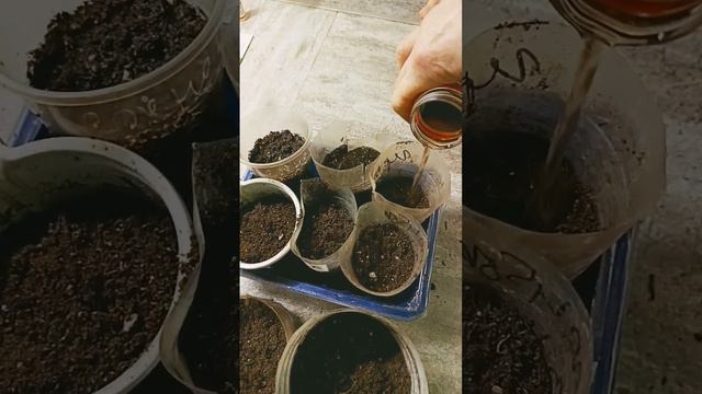 Эксперимент. Сажаю огурцы для раннего урожая 25.02 24 п. Ильино Нижегородская обл. #дача#огород#сад смотреть онлайн