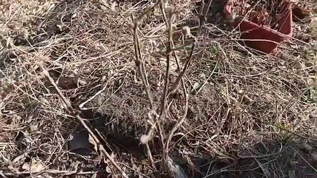 19.04.23. персик в теплице готовится к цветению, жимолость проснулась.