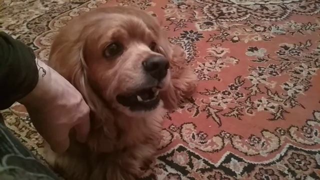 Заставляем Филю кушать сыр. смотреть онлайн