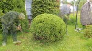 Обрезка туи шаровидной.
