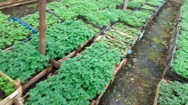 З000000 рублей с 30 соток/ОБЗОР ПАПИНОЙ РАССАДЫ/ смотреть онлайн