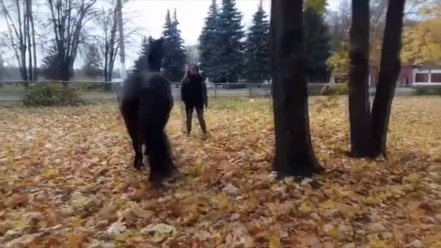 Лошадь, Кречет . смотреть онлайн