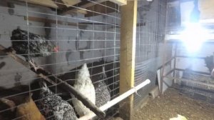 Не пожалел что купил этих кур! Бентамки радуют