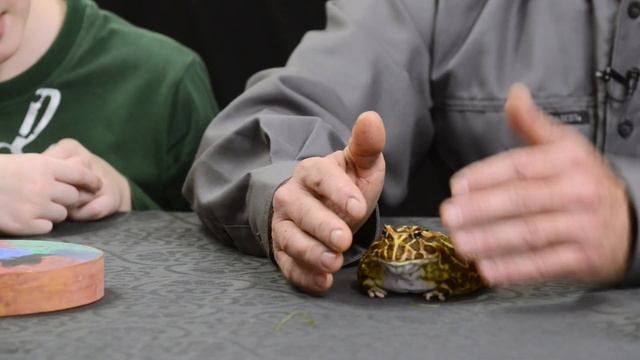 ЖАБА РОГАТКА ? ЦАРЕВНА ЛЯГУШКА С РОГАМИ || ВСЕ ПРО ЛЯГУШКУ смотреть онлайн