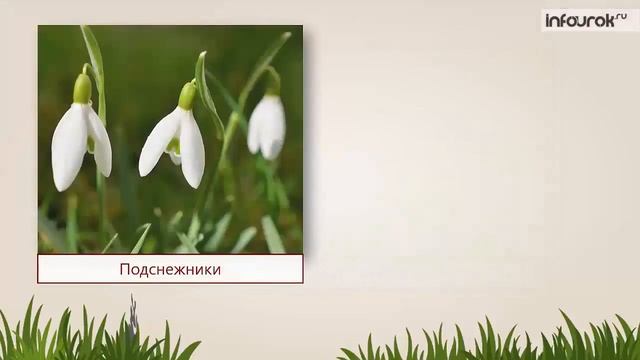 Что такое природное сообщество Природное сообщество – луг | Окружающий мир 3 класс #35 | Инфоурок смотреть онлайн